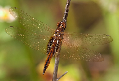 Male
2005_11_18_FL